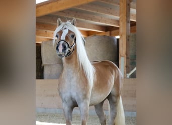 Edelbluthaflinger, Étalon, 2 Ans, Alezan