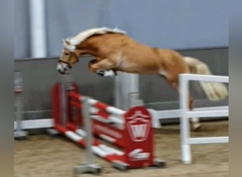Edelbluthaflinger, Étalon, 3 Ans, 144 cm, Alezan