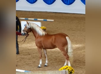 Edelbluthaflinger, Étalon, 3 Ans, 146 cm, Alezan brûlé