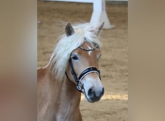 Edelbluthaflinger, Étalon, 3 Ans, 151 cm, Alezan