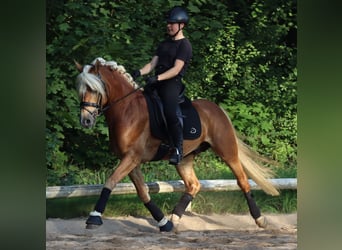 Edelbluthaflinger, Étalon, 6 Ans, 148 cm