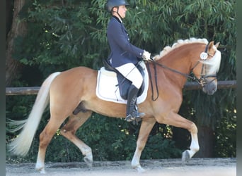 Edelbluthaflinger, Étalon, 6 Ans, 148 cm