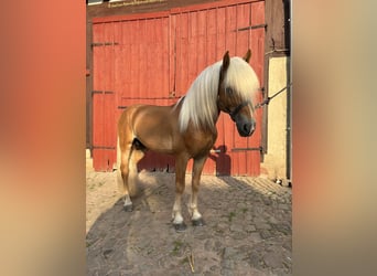 Edelbluthaflinger, Étalon, 10 Ans, 149 cm, Alezan