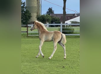 Edelbluthaflinger, Étalon, Poulain (04/2024), 150 cm, Alezan