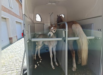 Edelbluthaflinger, Étalon, Poulain (04/2026), 155 cm, Alezan