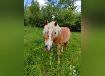 Edelbluthaflinger, Gelding, 10 years, 14,1 hh, Dun