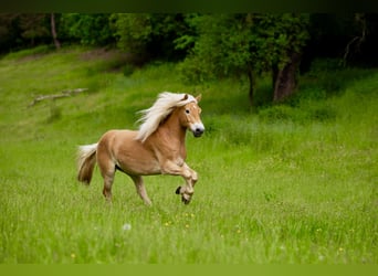 Edelbluthaflinger, Gelding, 10 years, 14,2 hh, Chestnut-Red