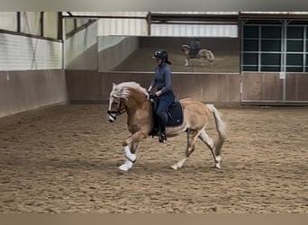 Edelbluthaflinger, Gelding, 10 years, 14,3 hh, Palomino