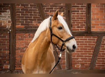 Edelbluthaflinger, Gelding, 10 years, 14,3 hh, Palomino