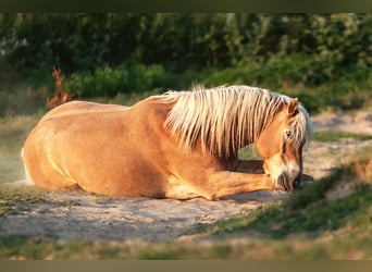 Edelbluthaflinger, Gelding, 11 years, 14.3 hh, Chestnut-Red
