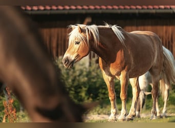 Edelbluthaflinger, Gelding, 11 years, 14,3 hh, Chestnut-Red