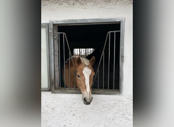 Edelbluthaflinger, Gelding, 11 years, 14,3 hh, Palomino