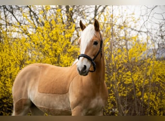 Edelbluthaflinger, Gelding, 11 years, 14,3 hh, Palomino