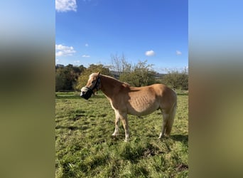 Edelbluthaflinger, Wallach, 14 Jahre, 14,2 hh, Fuchs