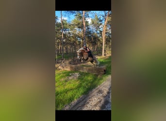 Edelbluthaflinger, Gelding, 15 years, 14.3 hh, Chestnut-Red