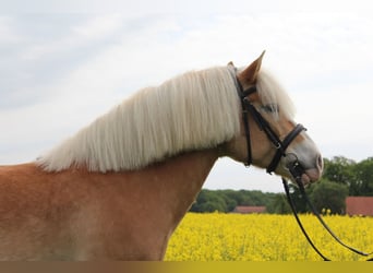 Edelbluthaflinger, Gelding, 15 years, 14,3 hh, Chestnut-Red