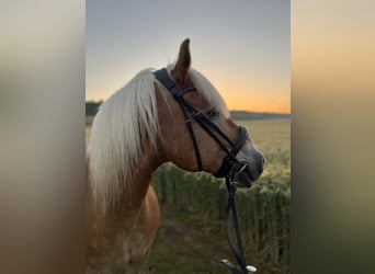 Edelbluthaflinger, Gelding, 17 years, 15.1 hh, Chestnut-Red