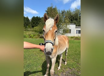 Edelbluthaflinger, Gelding, 1 year, 13.1 hh, Chestnut-Red Edelbluthaflinger, Gelding, 1 year, 13.1 hh, Chestnut-Red