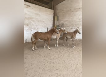 Edelbluthaflinger, Gelding, 1 year, 14.2 hh, Palomino