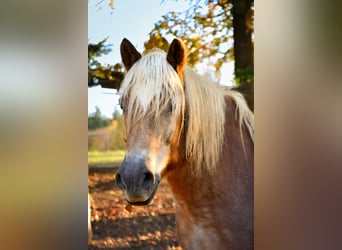 Edelbluthaflinger, Gelding, 21 years, 14,2 hh