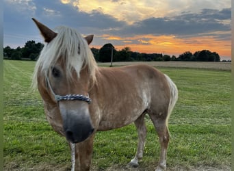 Edelbluthaflinger, Gelding, 21 years, 14,2 hh