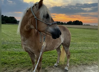 Edelbluthaflinger, Gelding, 21 years, 14,2 hh