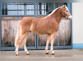 Edelbluthaflinger, Gelding, 2 years, 14.1 hh, Chestnut-Red