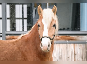 Edelbluthaflinger, Gelding, 2 years, 14.1 hh, Chestnut-Red