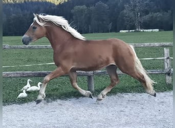 Edelbluthaflinger, Wallach, 2 Jahre, 14,2 hh, Dunkelfuchs