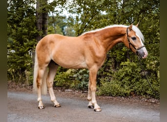 Edelbluthaflinger, Gelding, 2 years, 14.2 hh, Chestnut-Red