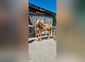 Edelbluthaflinger, Gelding, 2 years, 14.2 hh Edelbluthaflinger, Gelding, 2 years, 14.2 hh