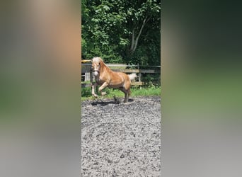 Edelbluthaflinger, Gelding, 2 years, 14,1 hh
