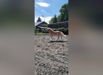 Edelbluthaflinger, Gelding, 2 years, 14,1 hh
