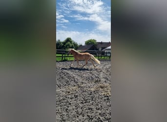 Edelbluthaflinger, Gelding, 2 years, 14,1 hh