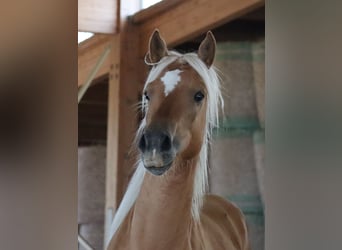Edelbluthaflinger, Gelding, 2 years, 14,2 hh, Chestnut-Red