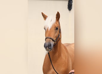 Edelbluthaflinger, Gelding, 2 years, 14,2 hh, Chestnut-Red