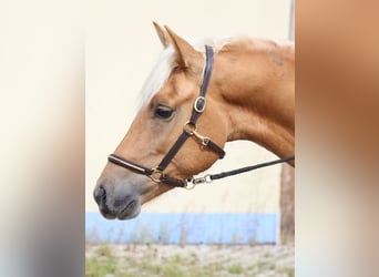 Edelbluthaflinger, Gelding, 2 years, 14,2 hh, Chestnut-Red