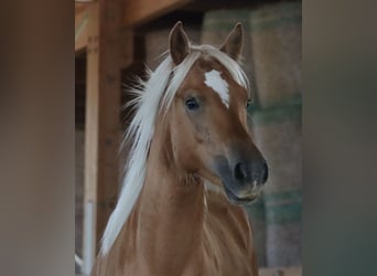 Edelbluthaflinger, Gelding, 2 years, 14,2 hh, Chestnut-Red