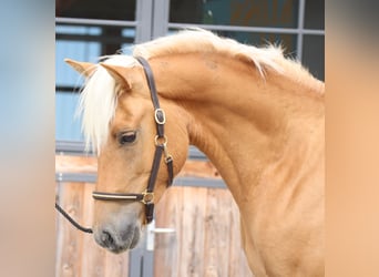 Edelbluthaflinger, Gelding, 2 years, 14,2 hh, Chestnut-Red