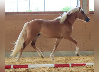 Edelbluthaflinger, Gelding, 2 years, 14,2 hh, Chestnut-Red