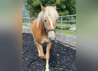 Edelbluthaflinger, Gelding, 2 years, 15 hh, Chestnut-Red