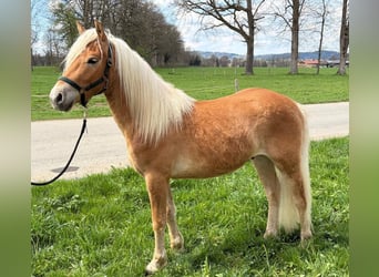 Edelbluthaflinger, Gelding, 2 years, Chestnut-Red