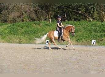 Edelbluthaflinger, Wallach, 3 Jahre, 14,1 hh, Hellbrauner