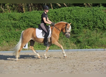 Edelbluthaflinger, Wallach, 3 Jahre, 14,1 hh, Hellbrauner