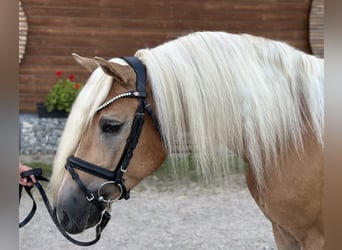 Edelbluthaflinger, Wallach, 3 Jahre, 14,1 hh, Hellbrauner