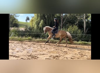 Edelbluthaflinger, Wallach, 3 Jahre, 14,1 hh