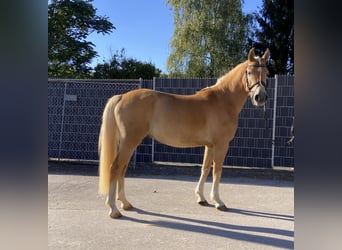 Edelbluthaflinger, Wallach, 3 Jahre, 14,1 hh, Palomino