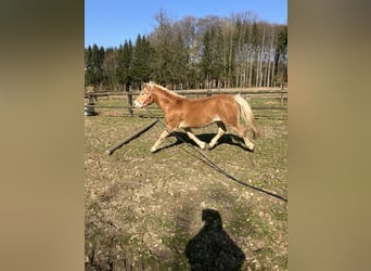 Edelbluthaflinger, Gelding, 3 years, 14.2 hh, Brown-Light