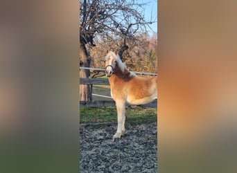 Edelbluthaflinger, Gelding, 3 years, 14.2 hh, Chestnut-Red