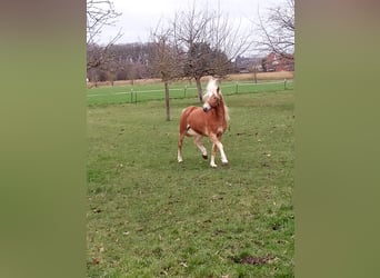 Edelbluthaflinger, Gelding, 3 years, 14.2 hh